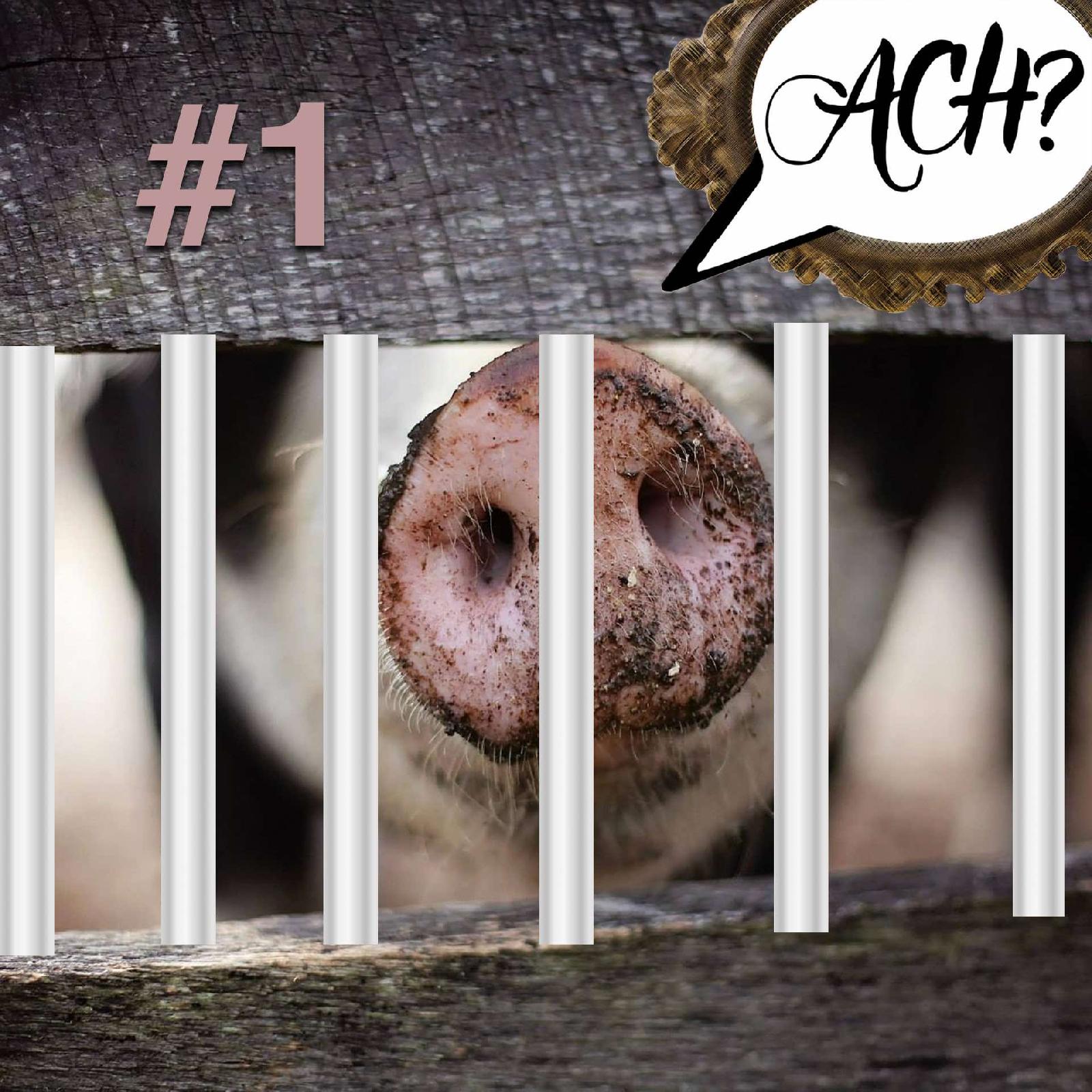 Ach-Podcast: 1 – Schweine vor Gericht